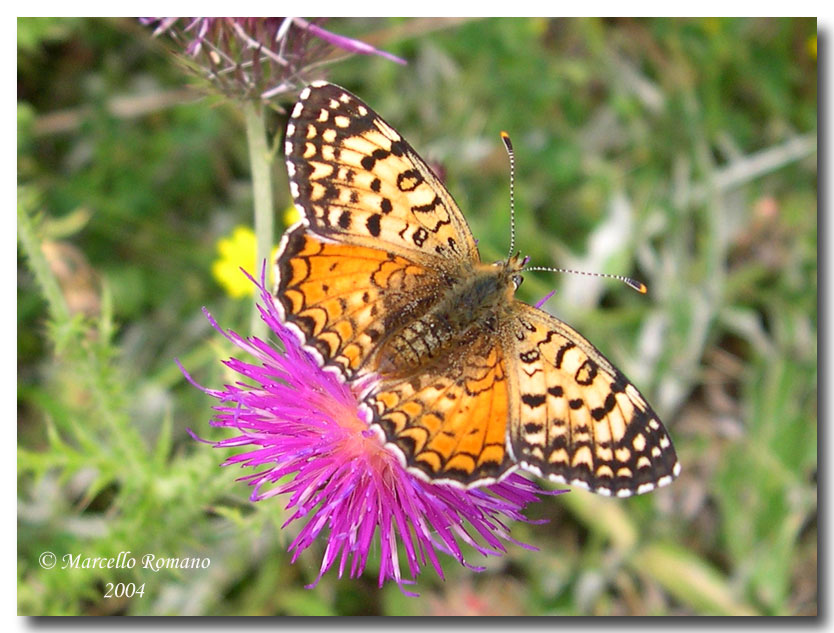 Melitaea aetherie